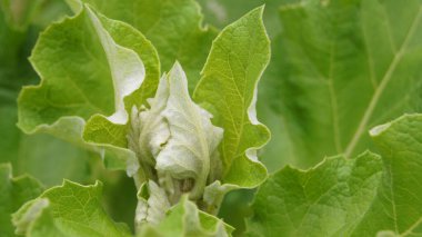Bitki yapraklarının şekli ve dokusu. Telefon ve tabletler için bitki yaprakları olan bir arka plan. Parlak yapraklar. 