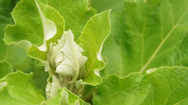 Bitki yapraklarının şekli ve dokusu. Telefon ve tabletler için bitki yaprakları olan bir arka plan. Parlak yapraklar. 