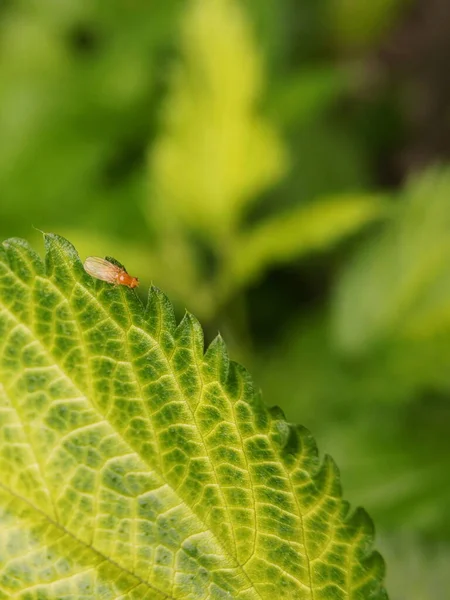 Forme Texture Des Feuilles Des Plantes Fond Avec Feuilles Plantes — Photo