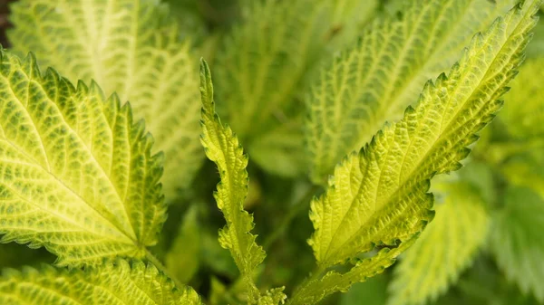 Forme Texture Des Feuilles Des Plantes Fond Avec Feuilles Plantes — Photo