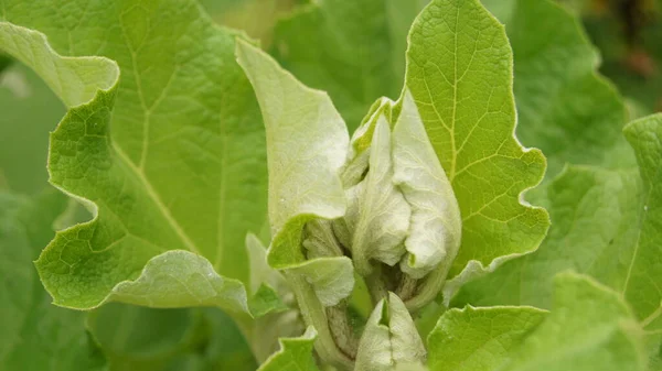 Forme Texture Des Feuilles Des Plantes Fond Avec Feuilles Plantes — Photo