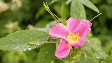Turuncu gül çiçekleri. Yaban gülü. https: / / www.daustinroses.com / us / Roses for buketler ve dekorasyon evleri ve ofisler. Roseshttps: / / www.britannica.com / Nature of Western Ukraine. Süslemek için bahçeden çiçekler.