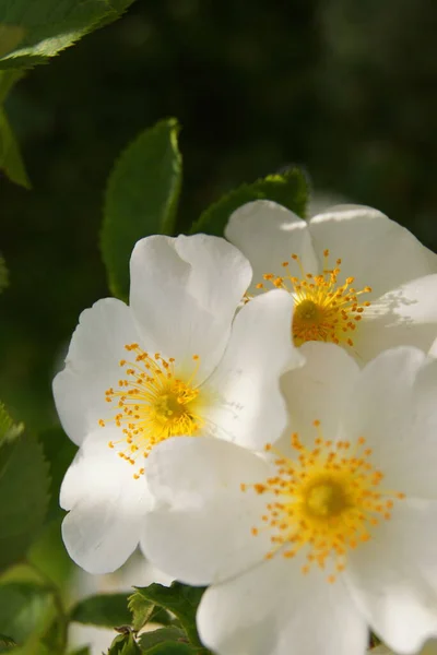 White Dog Rose Flowers Bouquet White Roses Roses Background Your — Stock Photo, Image