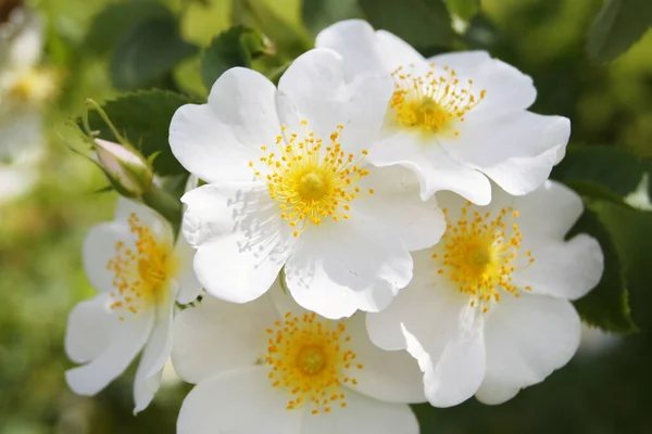 Weiße Hunderosen Blühen Strauß Weißer Rosen Rosen Für Den Hintergrund — Stockfoto
