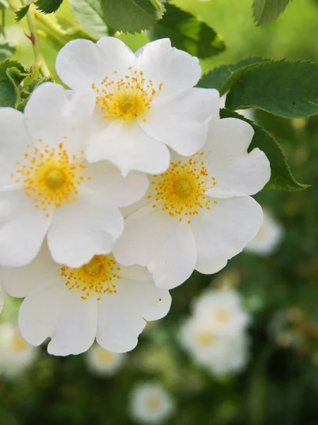 Weiße Hunderosen Blühen Strauß Weißer Rosen Rosen Für Den Hintergrund — Stockfoto