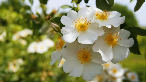 Cão Branco Rosa Flores Rosas Brancas Buquê Rosas Para Fundo — Fotografia de Stock