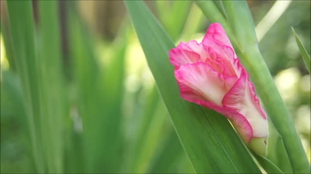 Ukrán Virágágyás Égszínkék Virágokban Videókeret Gladiolus Virágokkal — Stock videók