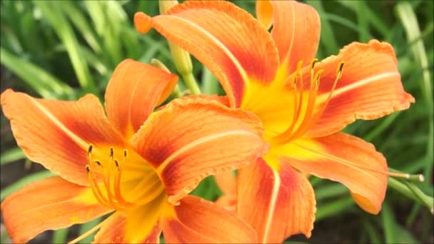 橘子花是最美丽的花坛之一 百合花是乌克兰花卉王国的代表 花百合花在歌唱的背景下 在花朵的世界里 乌克兰的花坛 花园桔子百合 百合花视频 — 图库视频影像