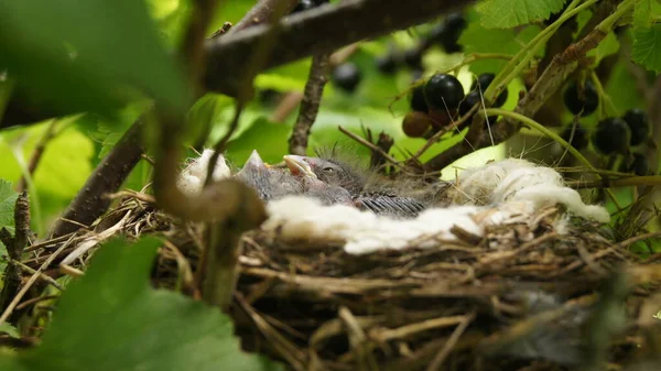 卵が付いてる 次世代の雛だ 野生のウクライナ — ストック写真