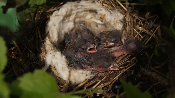 卵が付いてる 次世代の雛だ 野生のウクライナ — ストック写真