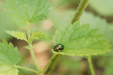 Biyolojik böcek ve böcek dünyası. Flora ve Fauna Batı Ukrayna. Ukrayna 'nın vahşi yaşamı. Böceklerin dünyasında. Renkli böcekler. Böceklerin krallığında.