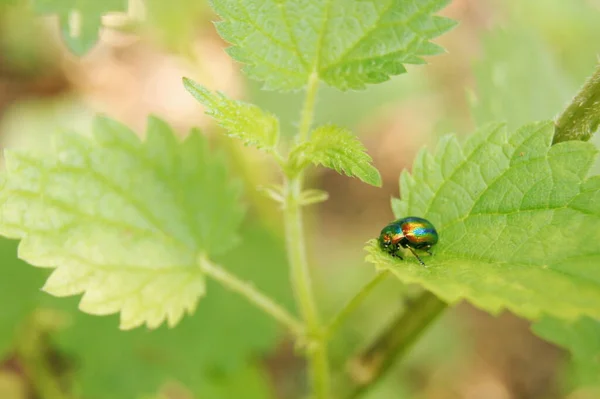 Monde Biologique Des Insectes Des Coléoptères Flore Faune Ukraine Occidentale — Photo