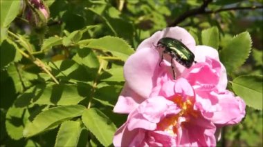  Biyolojik böcek ve böcek dünyası. Flora ve Fauna Batı Ukrayna. Ukrayna 'nın vahşi yaşamı. Böceklerin dünyasında. 