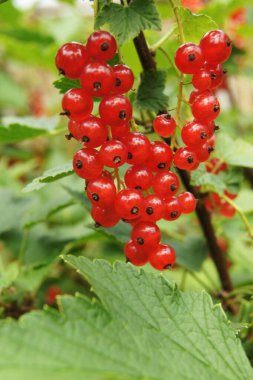 Kara dut, kırmızı ve sarı frenk üzümü. Ukrayna çileği. Ukrayna 'nın ön bahçeleri. Frenk üzümü topladım. Vitaminli doğal yiyecekler. Vejetaryenler için yiyecek.