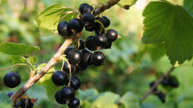 Kara dut, kırmızı ve sarı frenk üzümü. Ukrayna çileği. Ukrayna 'nın ön bahçeleri. Frenk üzümü topladım. Vitaminli doğal yiyecekler. Vejetaryenler için yiyecek.
