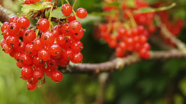 Bayas Negras Grosellas Rojas Amarillas Baya Ucraniana Jardines Delanteros Ucrania —  Fotos de Stock