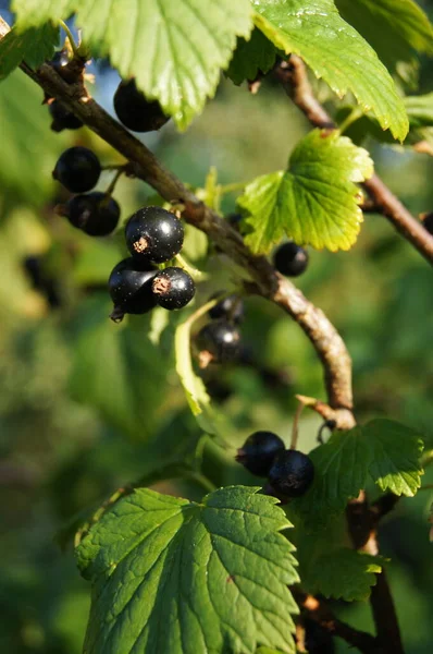 Baies Noires Baies Groseille Rouge Jaune Une Baie Ukrainienne Jardins — Photo