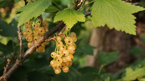 Zwarte Bessen Rode Gele Bessen Oekraïense Bessen Voortuinen Van Oekraïne — Stockfoto