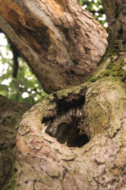 Parazitlik. Doğada ortakyaşam. Böceklerin dünyasında.