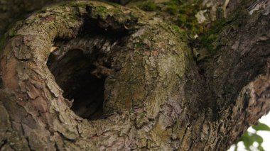 Parazitlik. Doğada ortakyaşam. Böceklerin dünyasında.