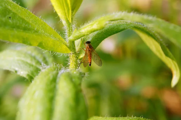 Faune Ukraine Fond Avec Des Lucioles Pour Téléphones Tablettes Dans — Photo