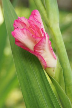 Background with gladiolus for phones and tablets. Summer gladiolus. Ukrainian flowerbed. In the world of flowers. 