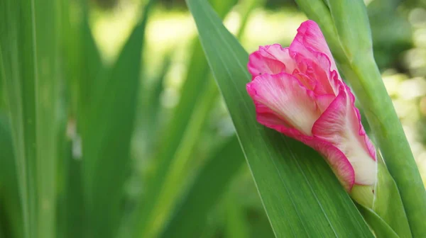 Background Gladiolus Phones Tablets Summer Gladiolus Ukrainian Flowerbed World Flowers — ストック写真