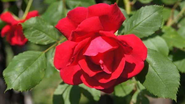 Cimbing Stieg Auf Rote Rose Rosen Für Den Hintergrund Auf — Stockfoto