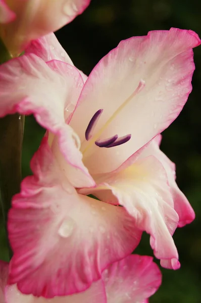 Virágok Világában Ukrán Virágágyás Háttér Gladiolus Telefonok Tabletták Nyári Gladiolusz — Stock Fotó
