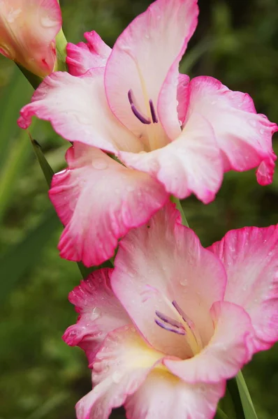 Mundo Las Flores Lecho Flores Ucraniano Fondo Con Gladiolo Para —  Fotos de Stock