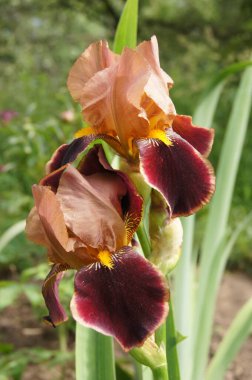 Iris unguicularis (124; Cezayirli iris / RHS Gardeninghttps: / www.rhs.org.uk Detailss.uk Diğer yaygın ismiyle Iris stylosa Family Iridaceae Genus Iris, dar yapraklı ve dikey yapraklı ve soğanlı olabilir ...