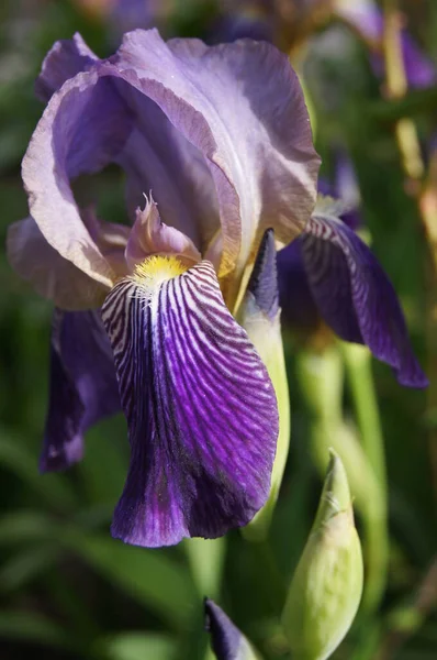 Iris Unguicularis 124 Cezayirli Iris Rhs Gardeninghttps Www Rhs Org — Stok fotoğraf