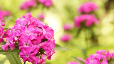 Phlox panikledi. Çiçekler ve bitkiler dünyasında. Çiçekler dünyasında. Ukrayna çiçek tarhı. Çiçekli arkaplan. 