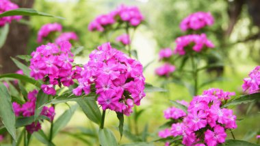 Phlox panikledi. Çiçekler ve bitkiler dünyasında. Çiçekler dünyasında. Ukrayna çiçek tarhı. Çiçekli arkaplan. 