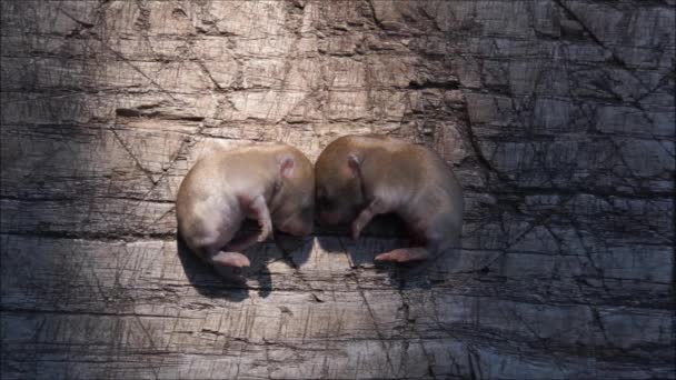 Videó Kis Egerekkel Legyetek Termékenyek Sokasodjatok Töltsétek Meg Földet — Stock videók