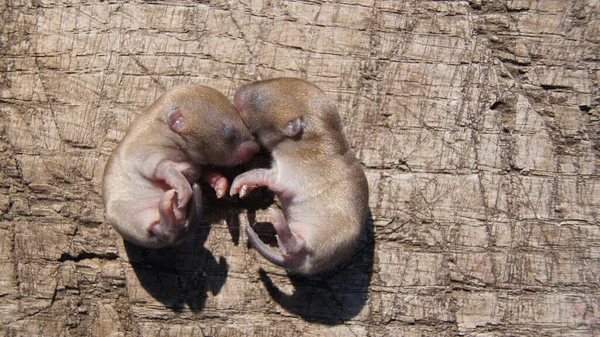 Newly Born Mice Little Mice Fruitful Multiply Fill Earth — Stock Photo, Image