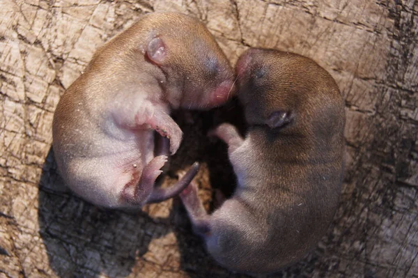 Ratones Recién Nacidos Ratoncitos Sed Fecundos Multiplicaos Llenad Tierra —  Fotos de Stock