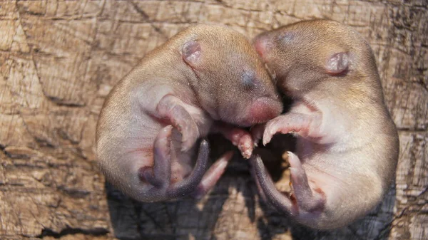 Новонароджені Миші Маленькі Миші Будьте Плідними Розмножуйтеся Наповнюйте Землю — стокове фото