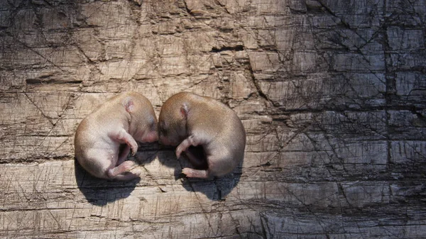 Újszülött Egerek Kis Egerek Legyetek Termékenyek Sokasodjatok Töltsétek Meg Földet — Stock Fotó