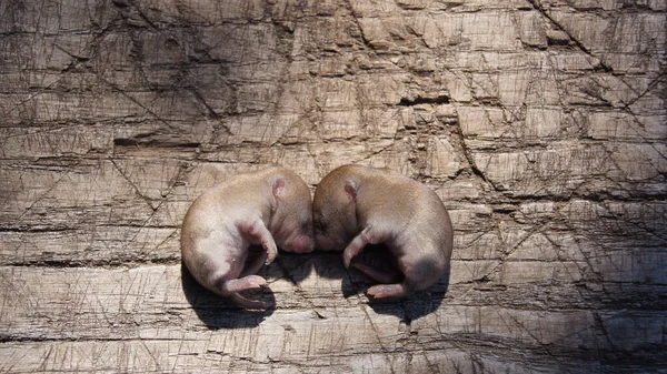 Neugeborene Mäuse Kleine Mäuse Sei Fruchtbar Und Vermehre Dich Und — Stockfoto