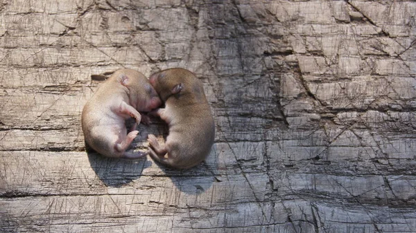 Ratones Recién Nacidos Ratoncitos Sed Fecundos Multiplicaos Llenad Tierra —  Fotos de Stock