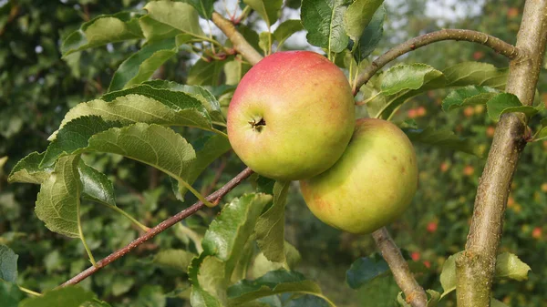 Ukrán Kert Érett Almákkal Fiatal Gyümölcsös Apple Gyümölcsöskert Falu Verbiv — Stock Fotó