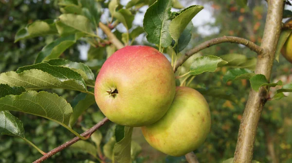 Gyümölcsöző Ukrán Kert Apple Gyümölcsöskert Nagylelkű Ukrán Kert — Stock Fotó