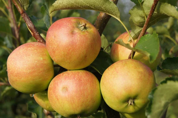 Ukraiński Ogród Dojrzałych Jabłek Młody Sad Sad Jabłkowy Wsi Verbiv — Zdjęcie stockowe