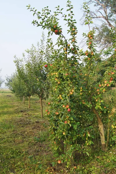 Fruchtbarer Ukrainischer Garten Apfelplantage Großzügiger Ukrainischer Garten — Stockfoto