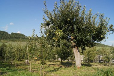 Olgun elmalı Ukrayna bahçesi. Genç meyve bahçesi. Brzezany bölgesindeki Verbiv köyündeki elma bahçesi. Ukrayna 'nın verimli bahçesi. Elma bahçesi. Cömert Ukrayna bahçesi. 