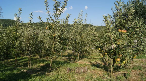Jardin Ukrainien Aux Pommes Mûres Jeune Verger Verger Pommiers Dans — Photo