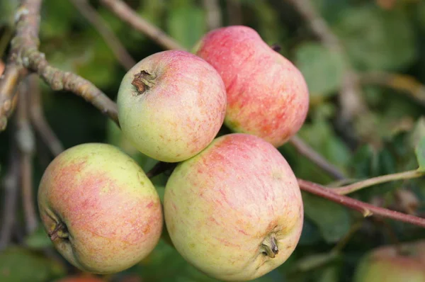 Ukrán Kert Érett Almákkal Fiatal Gyümölcsös Apple Gyümölcsöskert Falu Verbiv — Stock Fotó