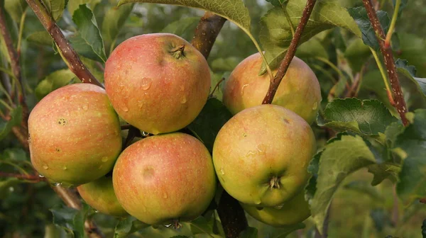 Ουκρανικός Κήπος Ώριμα Μήλα Νέος Οπωρώνας Apple Οπωρώνα Στο Χωριό — Φωτογραφία Αρχείου