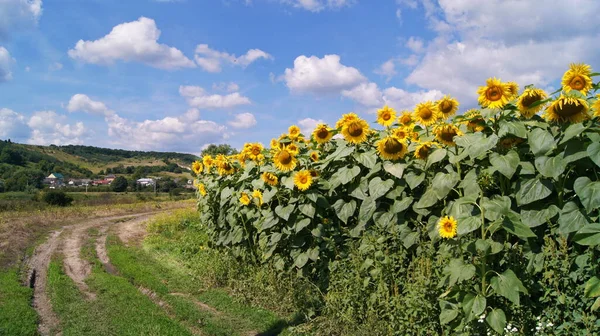 Ukrayna barışı. Ayçiçeği tarlası. Ayçiçekleri arasında güneşli bir gün. Ayçiçeğinin çiçekleri. Çiçekler güneş gibidir. Ayçiçeği yağı.